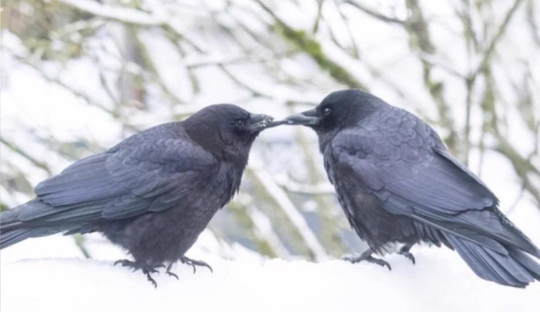 カラスは一度覚えた顔はずっと忘れないが、それを自分の身内などと共有しみんなで攻撃するらしい・・・