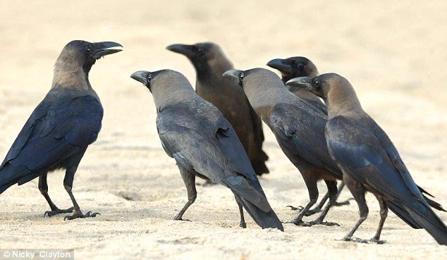 カラスは一度覚えた顔はずっと忘れないが、それを自分の身内などと共有しみんなで攻撃するらしい・・・