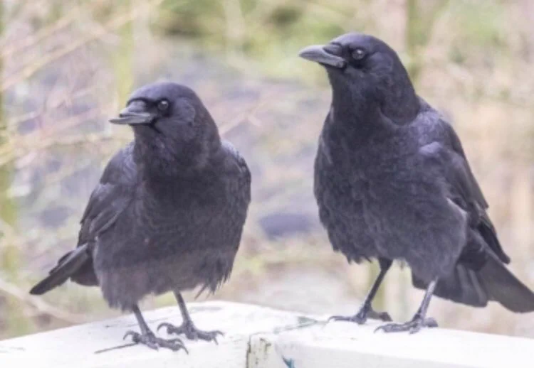 カラスは一度覚えた顔はずっと忘れないが、それを自分の身内などと共有しみんなで攻撃するらしい・・・