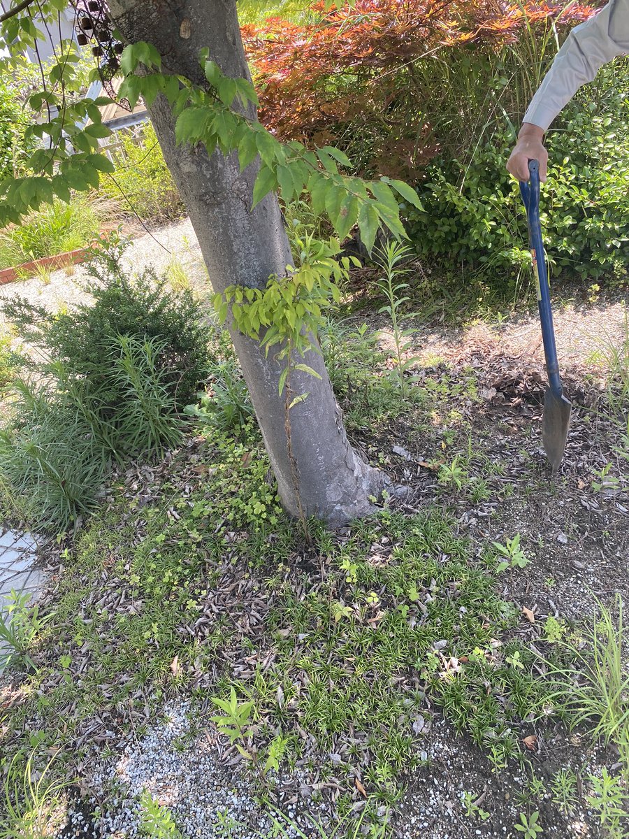 大阪植木の植え替え