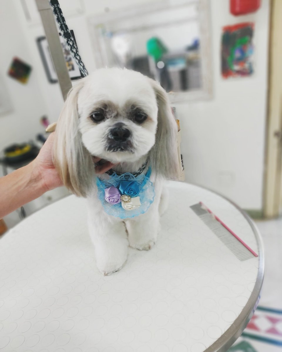 ShowerBeauty's tweet photo. 🧸 Peluche a muso corto 🧸#Leo #pelucheenelestuche #peluches #goodmorningpost #petgroomer #igerspalermo #showerdogbeautyespa #goodmorning #groomers #groomer #familiapeluche #prilaga #doggroomer #shihtzusofinstagram #palermocity #peluchesgigantes #palermosoho #peluche #shihtzu https://t.co/v47P3KudMl