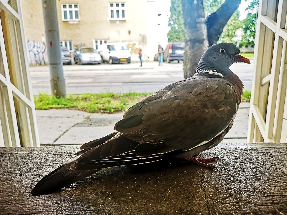 ErikMekyna's tweet photo. Nevšední zákazník u dveří mého obchodu 🐦 🙂

"Zákazníci, stejně jako srdce, jdou tam, kde si jich váží." ~ Michael LeBoeuf

@Briacz #Husovice #Brnosever #Brno https://t.co/4t9o7AAvYL