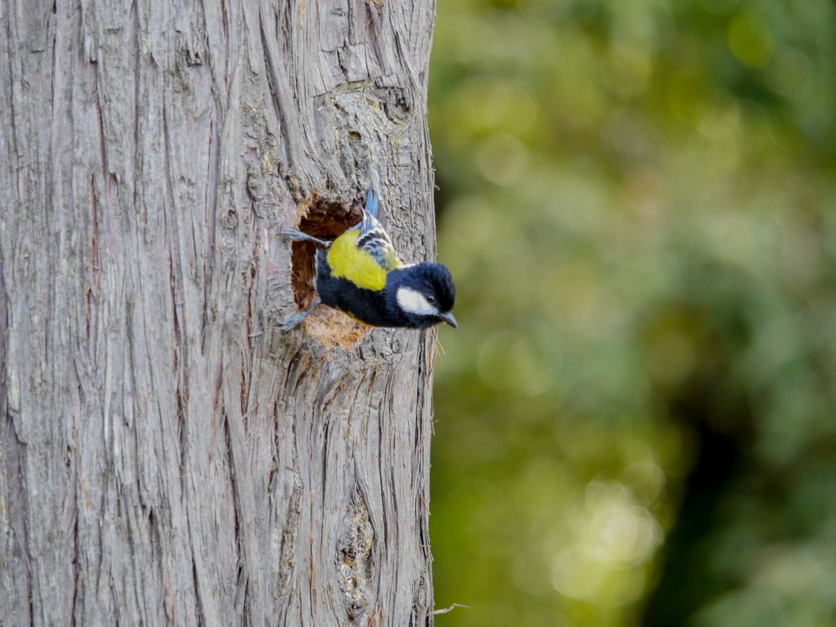 heart_podcast's tweet photo. The hunting party #outside #foragingparty #birds #wildlife #NaturePhotography #naturelovers #birdsofindia #birding #Community #Indian #podcaster #heartofconservationpodcast #hunting_party #wildlifephotography #birdingincovidtime https://t.co/htV1LcMgUR