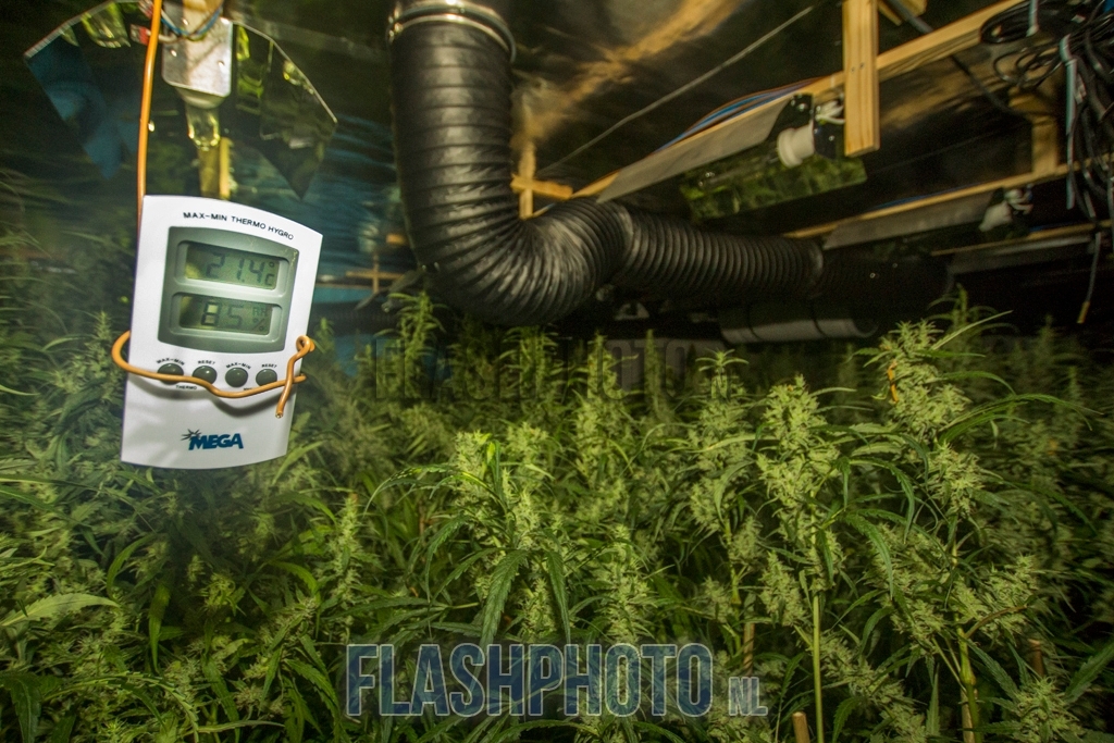 Vlaardingen - Hennepkwekerij opgerold na tip over stankoverlast: ?..