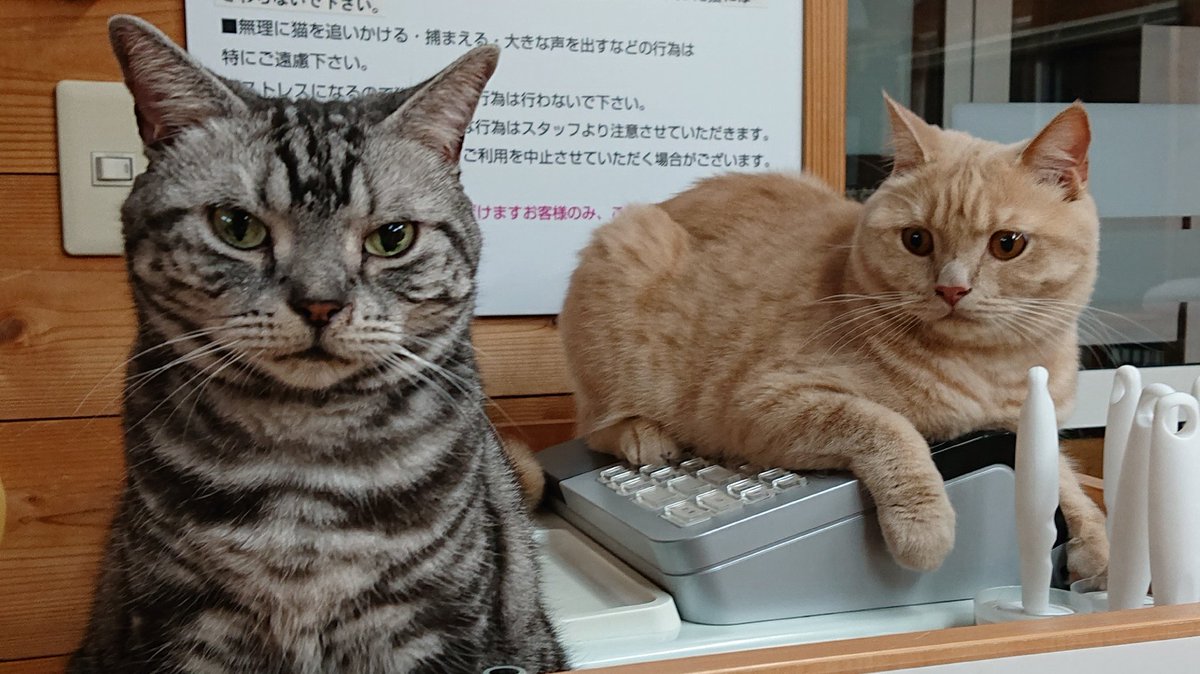 50年以上 猫 カフェ ち ぐら 50年以上 猫 カフェ ち ぐら