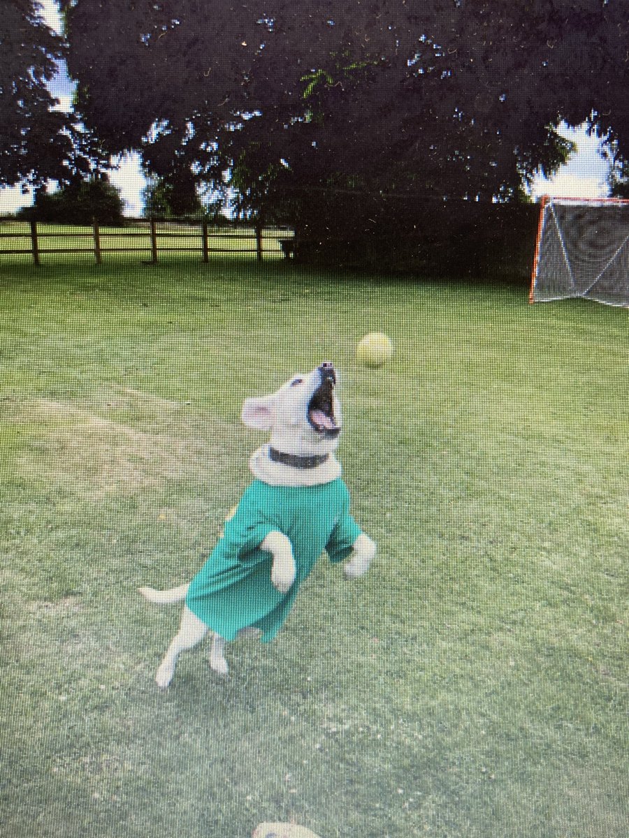 DuffieldShsk's tweet photo. Not only are our Duffield students nailing House Sport &amp; Spirit, but so are their pets! Some are more active than others though...💚💛🖤 https://t.co/Z5WyfYnqWT