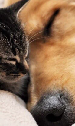 @iyashiworld 可愛いなぁ…🐈💕
犬も育ててみたいけど
お散歩を朝晩二回するのは難しい
仕事しながらだと。
お婆ちゃんになったら
育ててみたいな🐶 