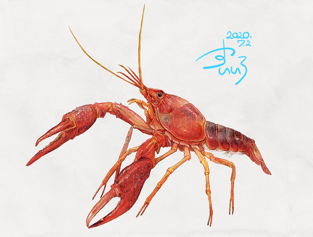 すいいろ 動物画家 Crayfish Suiiroart ザリガニ アメリカザリガニ 動物イラスト T Co Sru67ypzpz Twitter