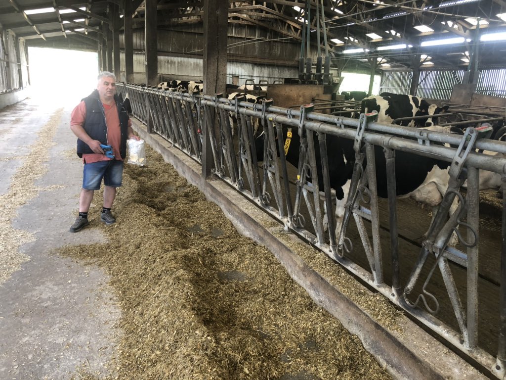 cedricHbreizh35's tweet photo. Prélèvement de Cartilage (ADN) dans l’oreille de mes vaches par @Eilyps pour mettre en place : #genocellules : une fois l’ADN connue de chaque VL je prélèverai un échantillon dans mon tank et grâce à ça je connaîtrais individuellement la qualité du lait ! Quel Evolution !!!👍 https://t.co/JC33GvObd6