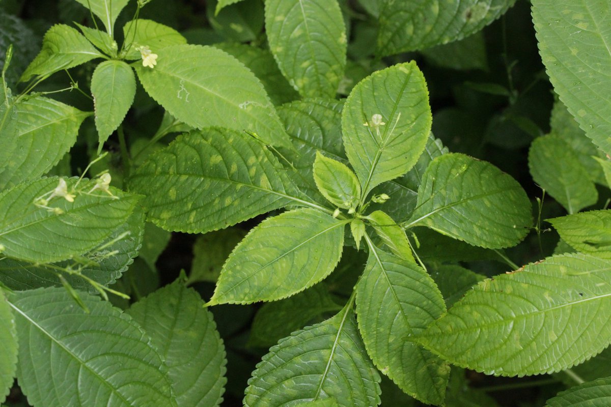 RPilze's tweet photo. Puccinia komarovii ex Impatiens parviflora
#Impatiensparviflora #KleinesSpringkraut #Springkraut #rust #rost #rostpilz #rustfungus #mushroom #mushrooms #fungus #fungi #pilz #pilze #champignons #champignon #nature #natur #Pucciniakomarovii #Puccinia https://t.co/BZu9CHDEP7