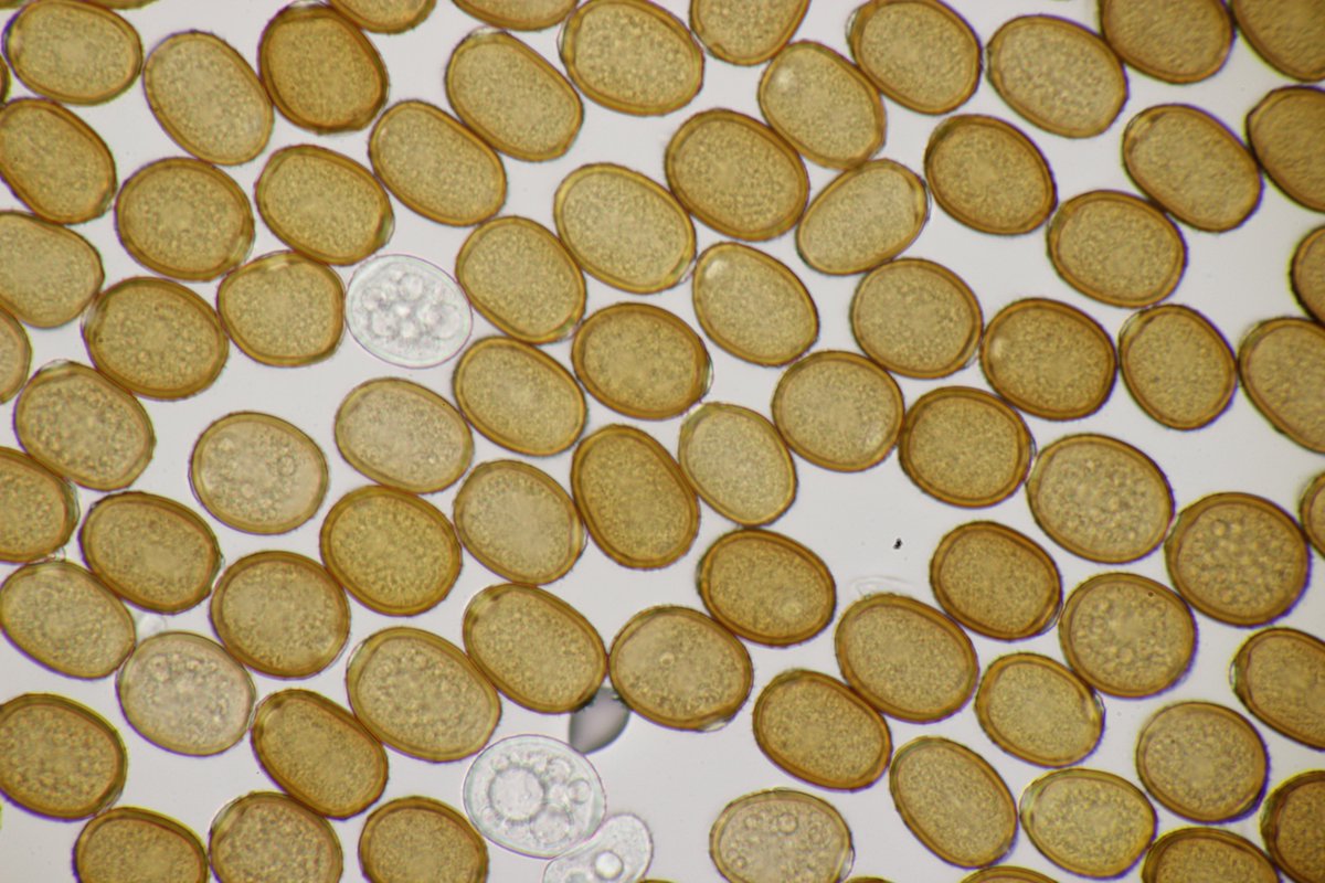 RPilze's tweet photo. Puccinia komarovii ex Impatiens parviflora
#Impatiensparviflora #KleinesSpringkraut #Springkraut #rust #rost #rostpilz #rustfungus #mushroom #mushrooms #fungus #fungi #pilz #pilze #champignons #champignon #nature #natur #Pucciniakomarovii #Puccinia https://t.co/BZu9CHDEP7