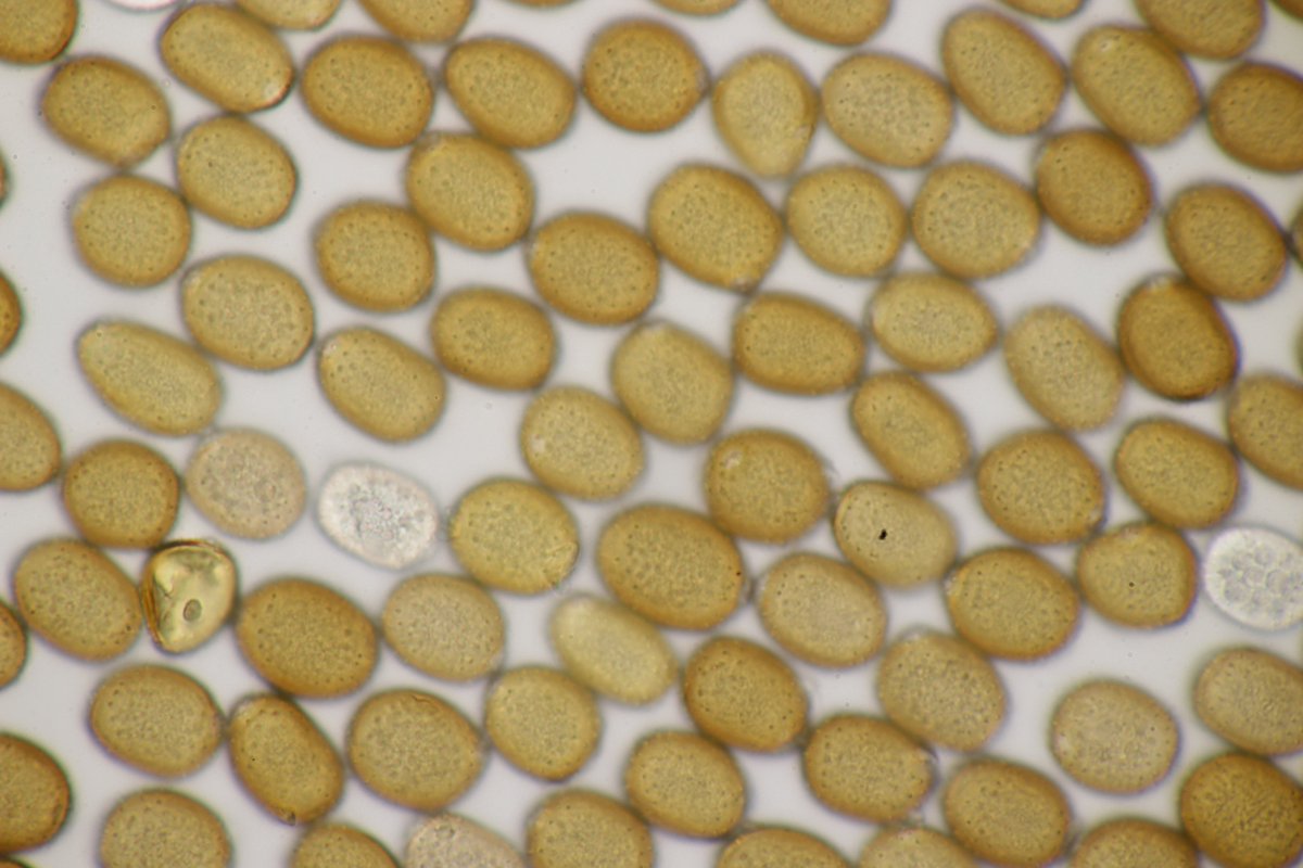 RPilze's tweet photo. Puccinia komarovii ex Impatiens parviflora
#Impatiensparviflora #KleinesSpringkraut #Springkraut #rust #rost #rostpilz #rustfungus #mushroom #mushrooms #fungus #fungi #pilz #pilze #champignons #champignon #nature #natur #Pucciniakomarovii #Puccinia https://t.co/BZu9CHDEP7