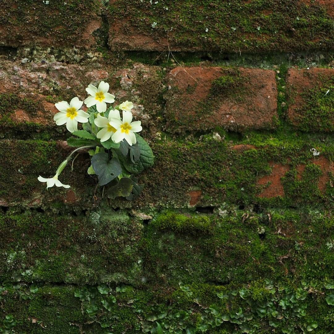 "
Bütün gönül darlığı, bu aleme gönül bağlamaktan gelir.. 

Hz. Mevlana