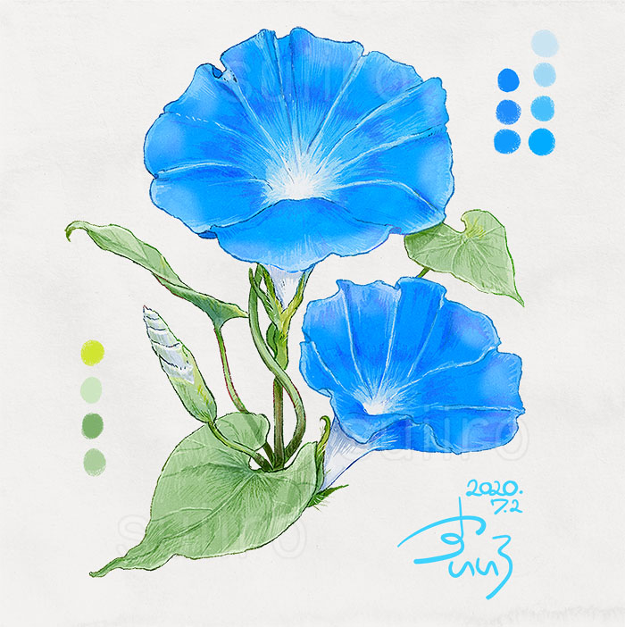 すいいろ あおいあさがお Blue Morning Glory Suiiroart 花のイラスト リアルイラスト