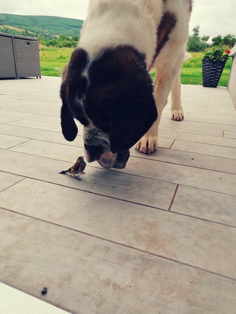 aineekennedy's tweet photo. Little and large!! 🐦🐕 https://t.co/Jz78WCiJE8