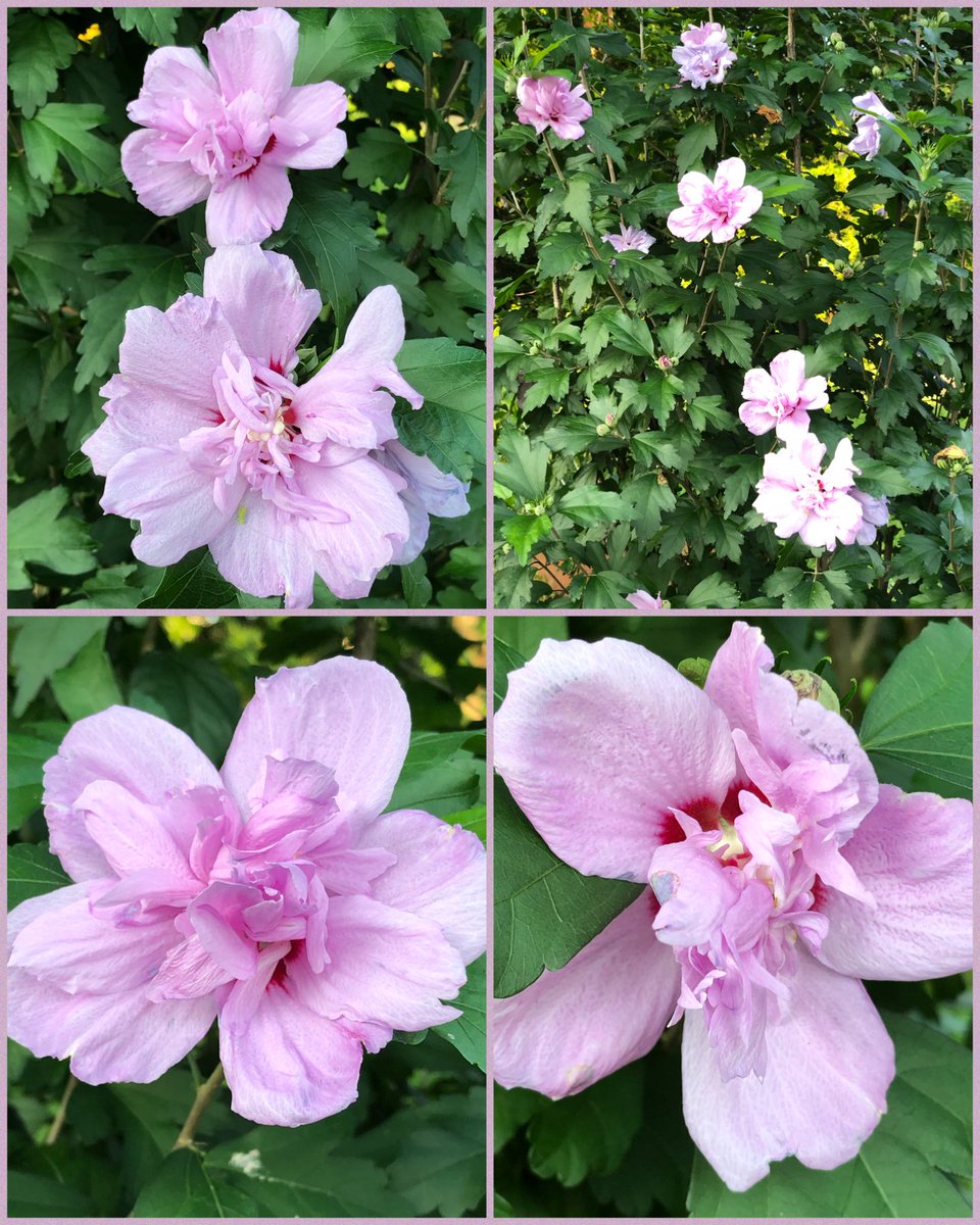 ilenagm's tweet photo. #ThursdayThoughts #Hibiscus #FlowerReport #Gardening I absolutely love the tropical vibe that Hibiscus Syriacus or rose of sharon bring to my garden. They are very hardy. Here are just some of the colors I have. https://t.co/7eeXphVvIP