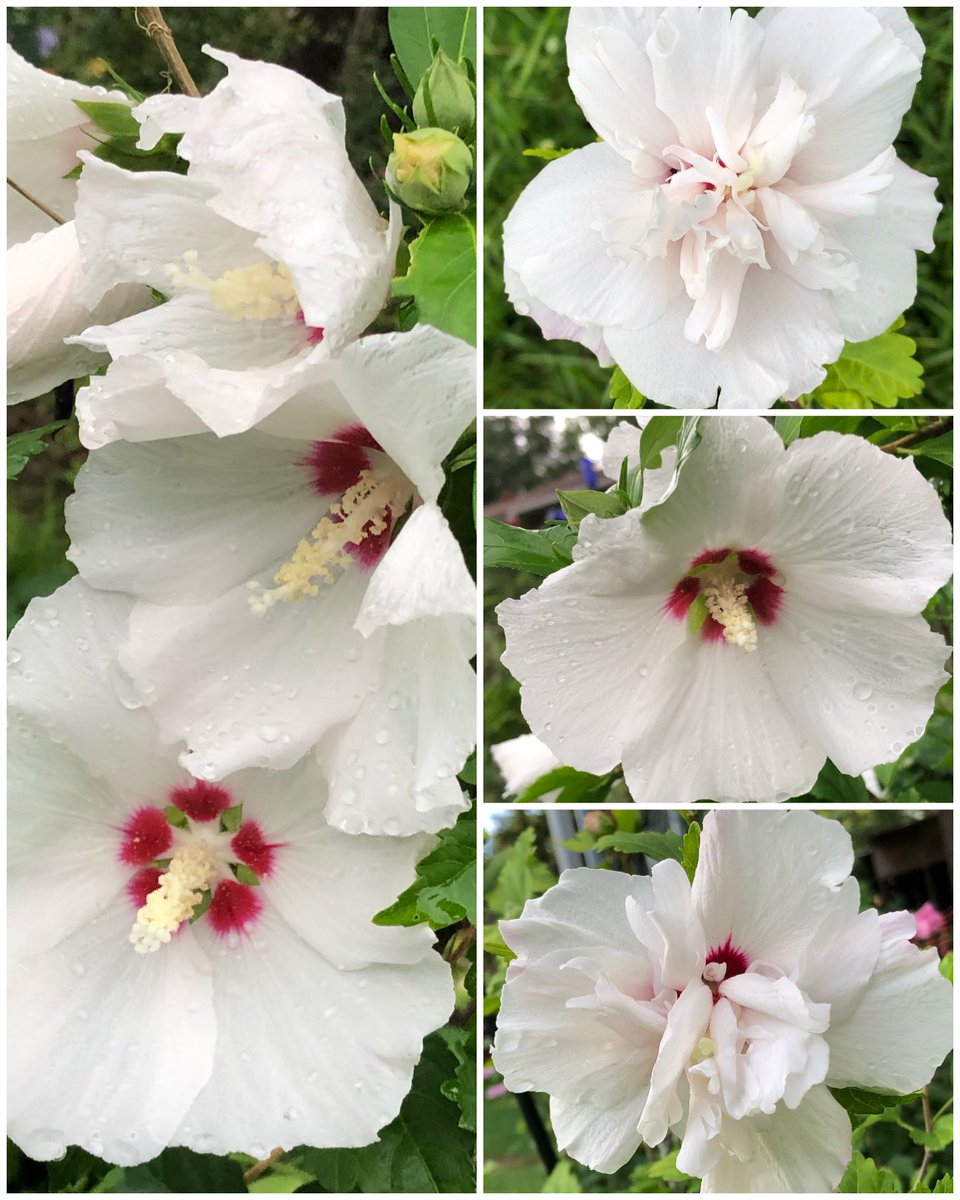 ilenagm's tweet photo. #ThursdayThoughts #Hibiscus #FlowerReport #Gardening I absolutely love the tropical vibe that Hibiscus Syriacus or rose of sharon bring to my garden. They are very hardy. Here are just some of the colors I have. https://t.co/7eeXphVvIP