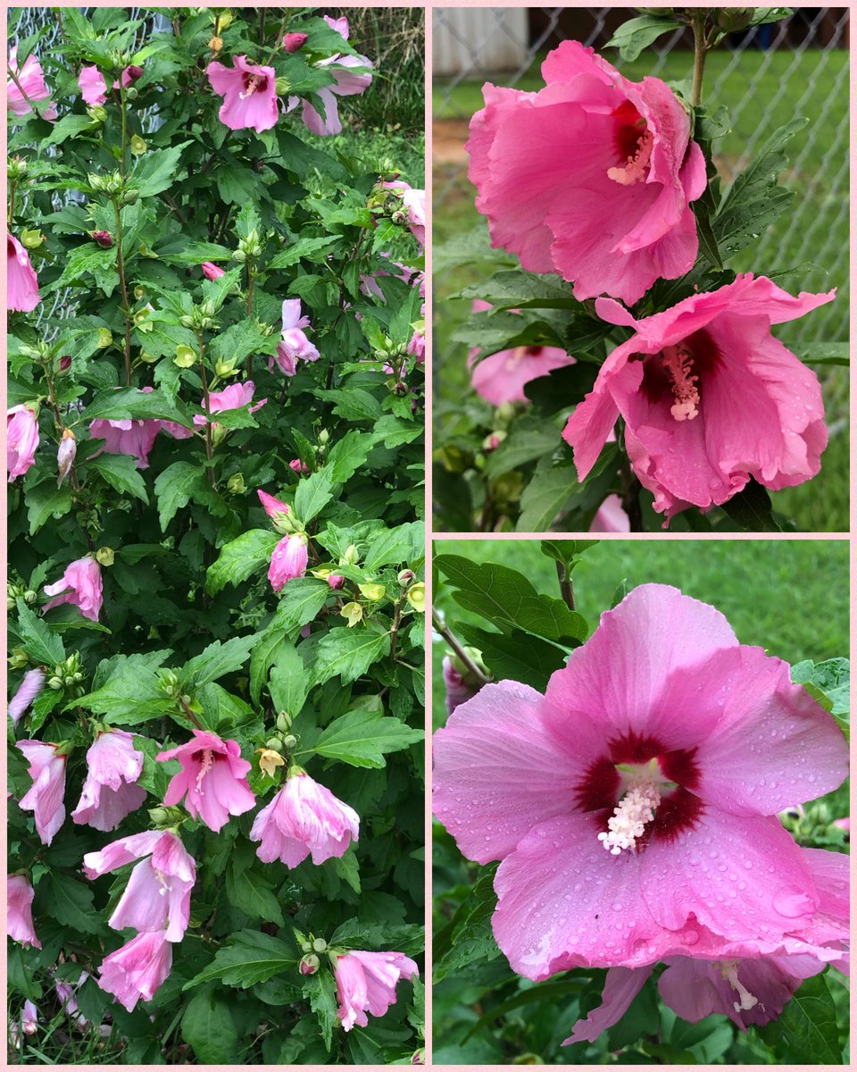 ilenagm's tweet photo. #ThursdayThoughts #Hibiscus #FlowerReport #Gardening I absolutely love the tropical vibe that Hibiscus Syriacus or rose of sharon bring to my garden. They are very hardy. Here are just some of the colors I have. https://t.co/7eeXphVvIP