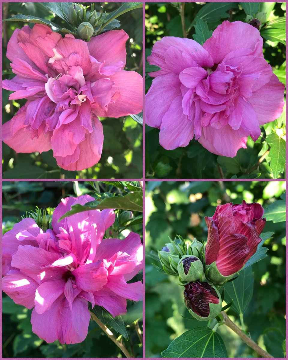 ilenagm's tweet photo. #ThursdayThoughts #Hibiscus #FlowerReport #Gardening I absolutely love the tropical vibe that Hibiscus Syriacus or rose of sharon bring to my garden. They are very hardy. Here are just some of the colors I have. https://t.co/7eeXphVvIP