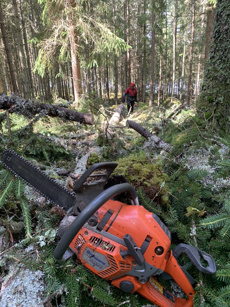 nyiskogen's tweet photo. Bekämpar barkborrar #skogsvård #skog https://t.co/LRRFS7FAT2