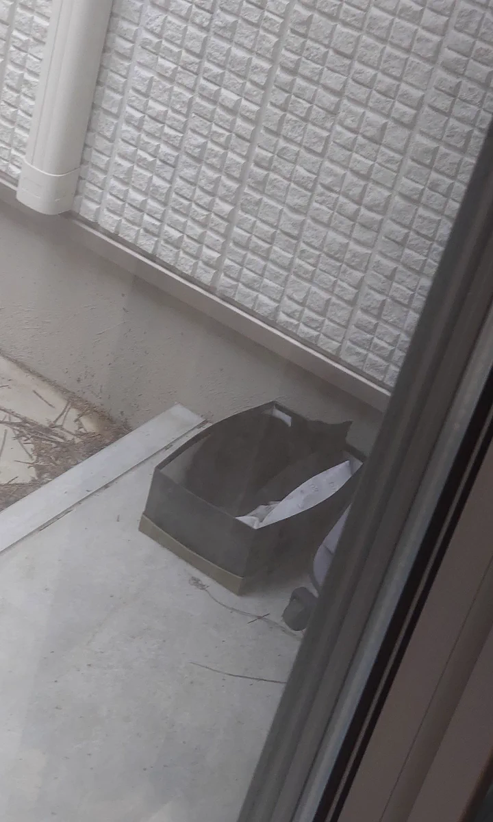 外に箱をおいたら、思いのほかガッツリ野良猫が箱にすっぽり入っていた！！