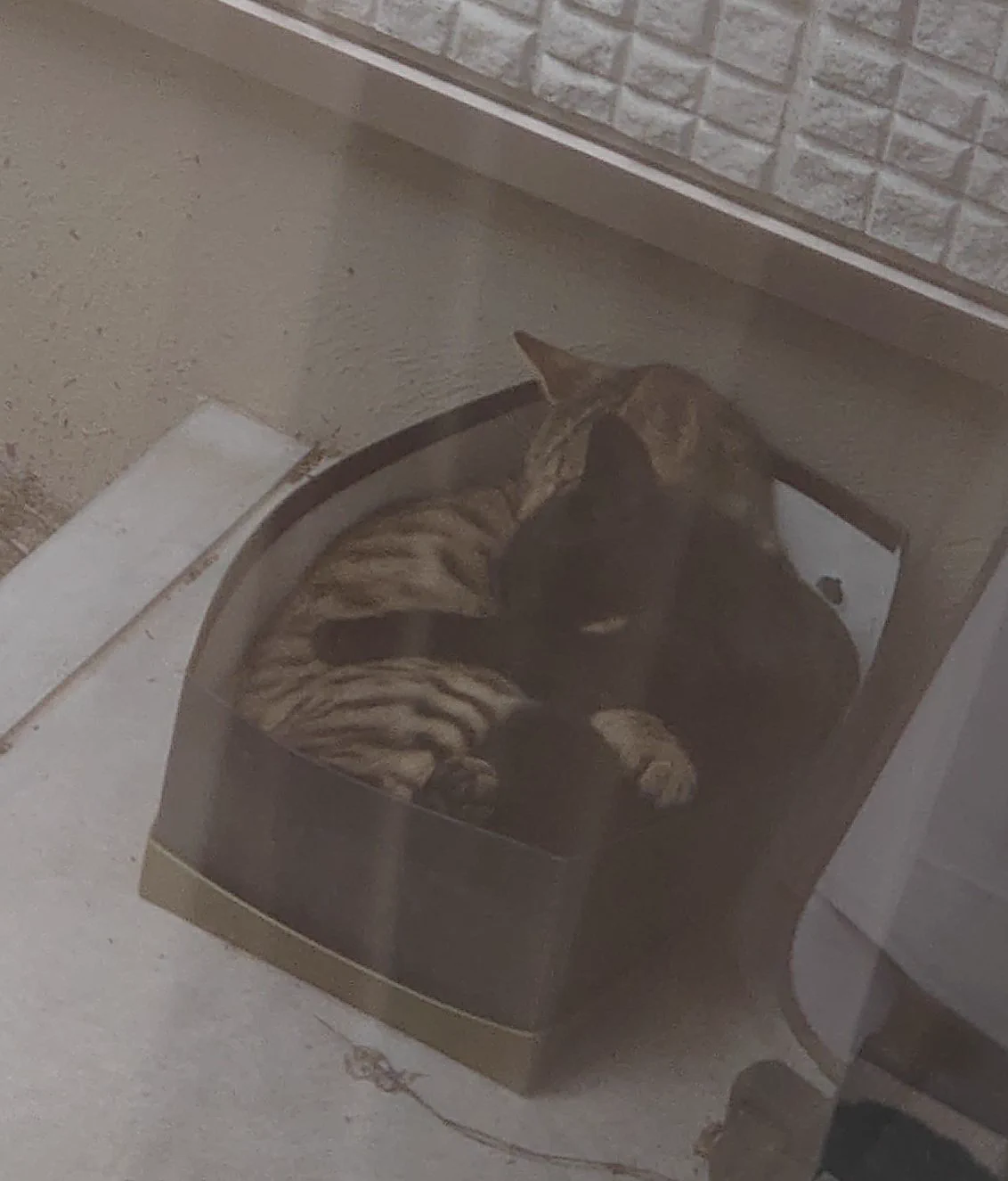外に箱をおいたら、思いのほかガッツリ野良猫が箱にすっぽり入っていた！！