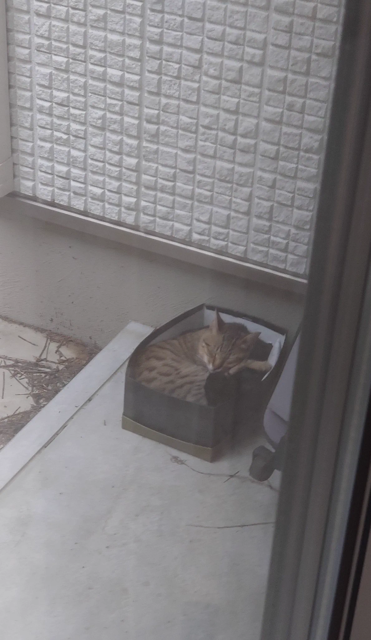 外に箱をおいたら、思いのほかガッツリ野良猫が箱にすっぽり入っていた！！