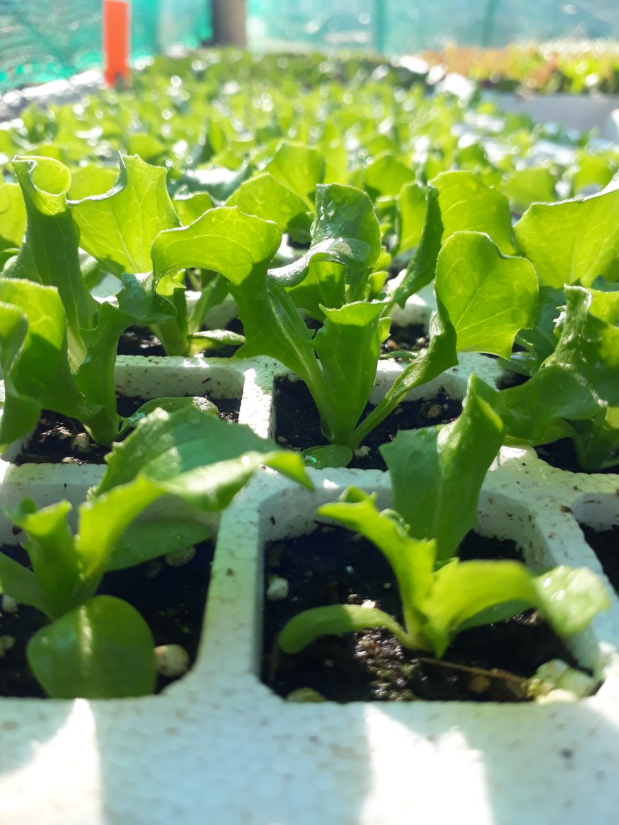 sibagreenlands's tweet photo. Lettuce Seedlings
Greate Lakes "Ice Berg"
Ready for you to buy. 
We are based in KZN, Pietermaritzburg. https://t.co/CbbAMHCgNM