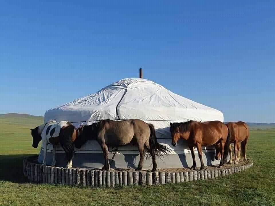 Наадмын чимээ байна уу гэнээ😂😂😂