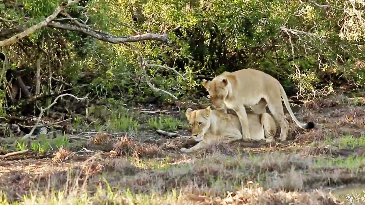 michael hematemesis / 📼🔪 en Twitter: "#animalscantconsent #zoopride #zoophilia #zoo𝓈ℯ𝓍uality #zoo𝓈ℯ𝓍ual #animalscanconsent #zoopridemonth #zooprideweek #zoo𝓈ℯ𝓍ualsareʋalid larga historia corta