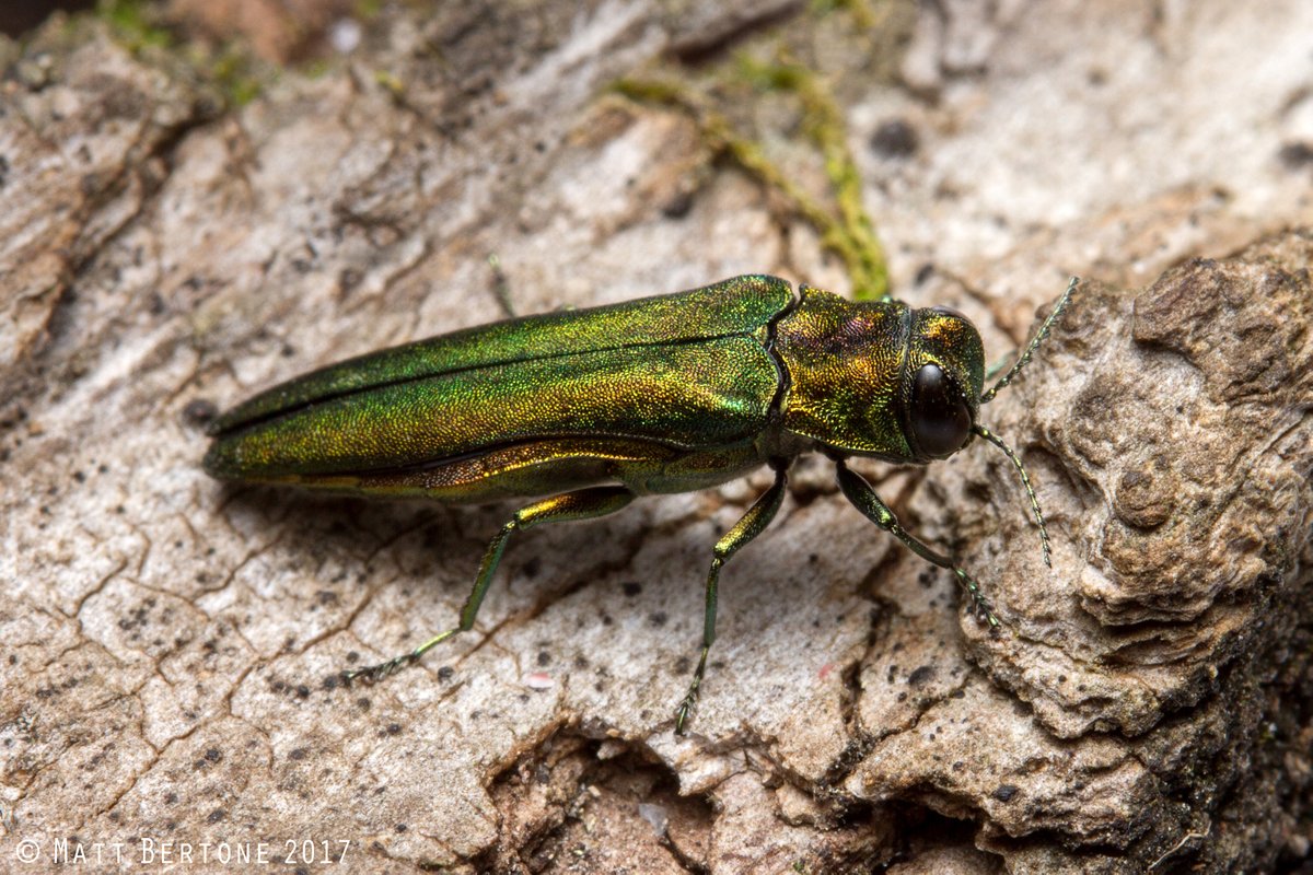 Hey, remember when the location map for the #invasivespecies and #foresthealth pest emerald ash borer was just a few states? I do...

Here's the shiny new map from <a href="/USDA_APHIS/">USDA Animal and Plant Health Inspection Service</a> and an awesome pic of an adult EAB, which is also shiny (hat tip to @Bertonemyia for the photo).