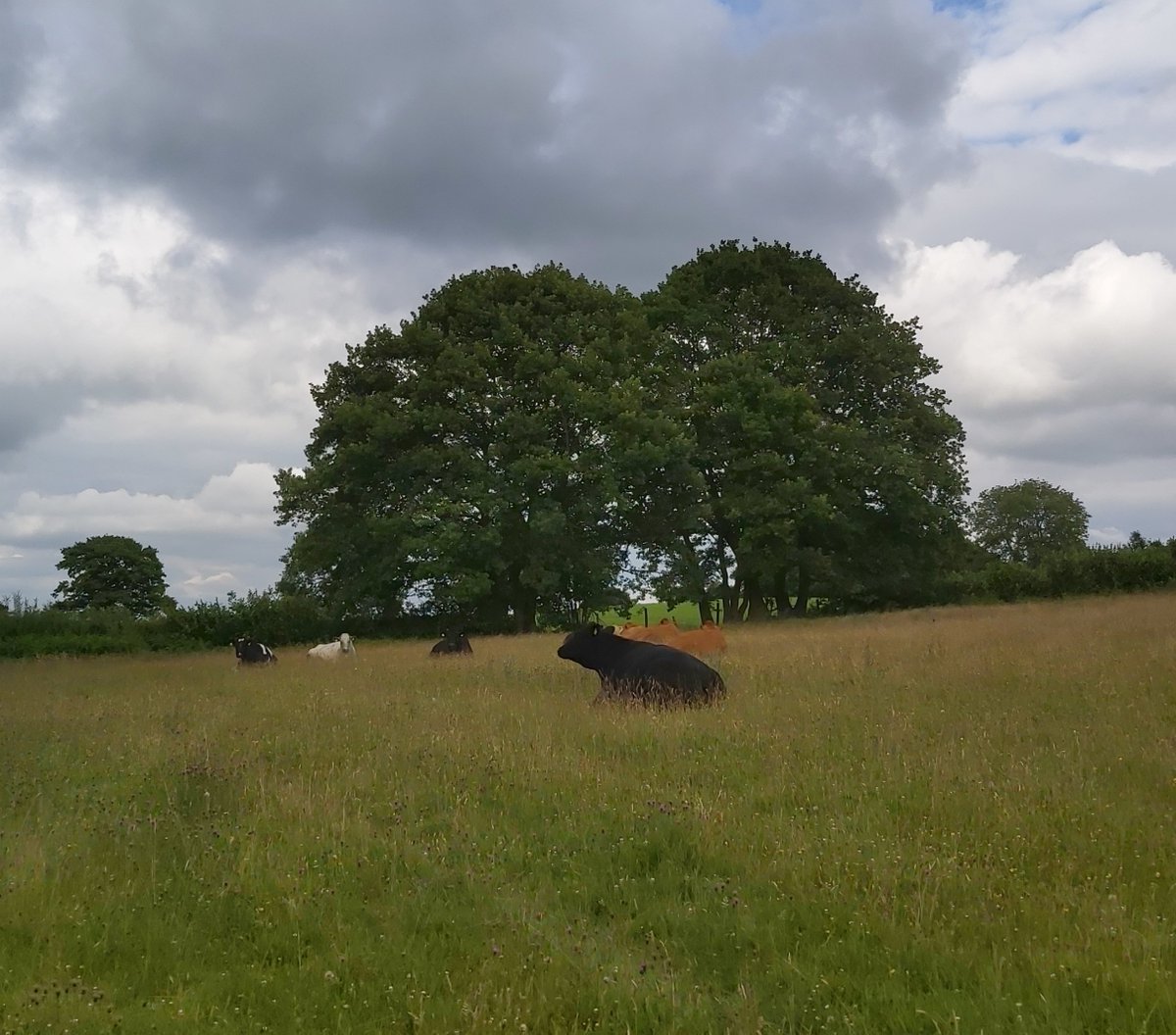 HerefordshireWT's tweet photo. Some new members of the team at Wessington and Birches Farm nature reserves! #ConservationGrazing #WilderHerefordshire https://t.co/c0UeMmHpOB https://t.co/meH4kXpwqJ