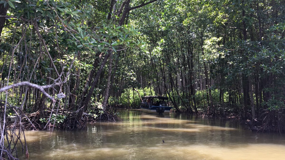 TROPIMUNDO's tweet image. A nice shot from Matang Mangrove Forests by @AlsaadiAthra, 2019 #TROPIMUNDO alumna during her mangrove field semester in Malaysia. This photo was taken in March, 2018.  
@UMT_Official @MangroveProject @MangroveWatch @MangrovesNow 
#Matang #Mangroves #Malaysia #Tropical #forests