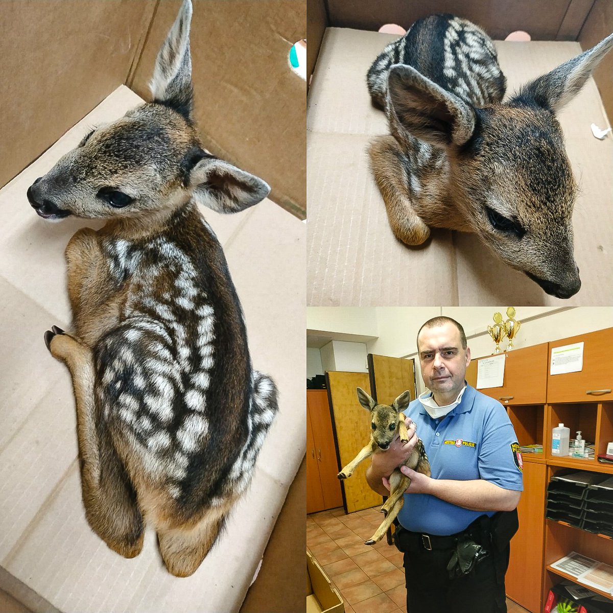 MpPardubice's tweet image. Paní nám na služebnu donesla zcela zdravé srnčí mládě. Našla ho v lese, zdálo se jí opuštěné a způsobila tím rodinnou tragedii. Srna už ho nepřijme. Mládě jsme museli předat záchranné stanici. Nikdy, opravdu NIKDY prosím nesahejte na mláďata savců, pokud nejsou viditelně zraněná!