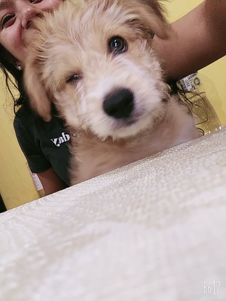 Fabulosa94's tweet photo. @LaAntipoetica Bodito bello 💙🐕 https://t.co/vb8JUDSCbW