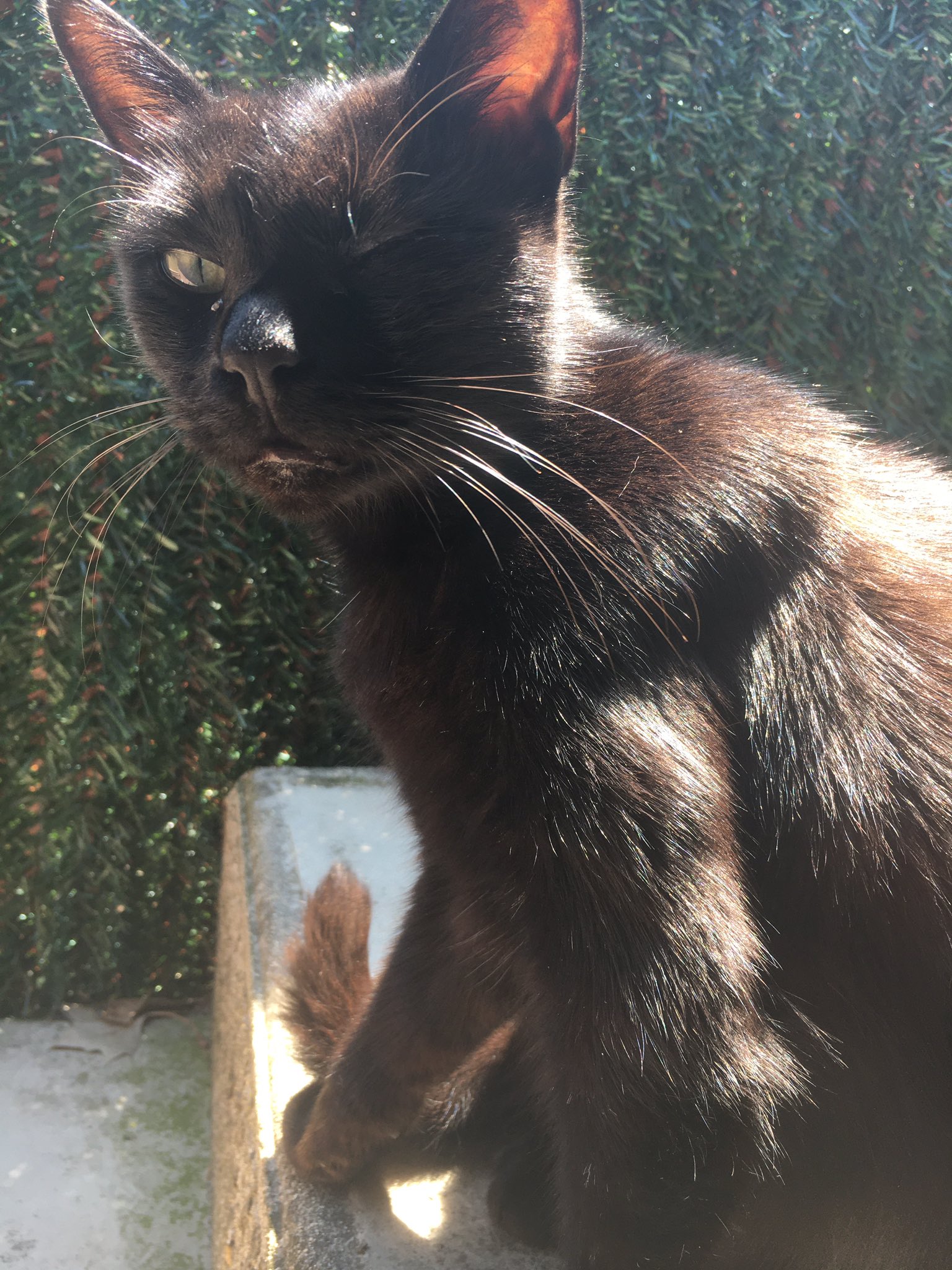 Mon Chat A Un œil Ferme Et Qui Coule Quelqu Un E Sait Si C Est Grave Ou Si Ca Va Juste Passer T Co Kgo4bejtvg Twitter