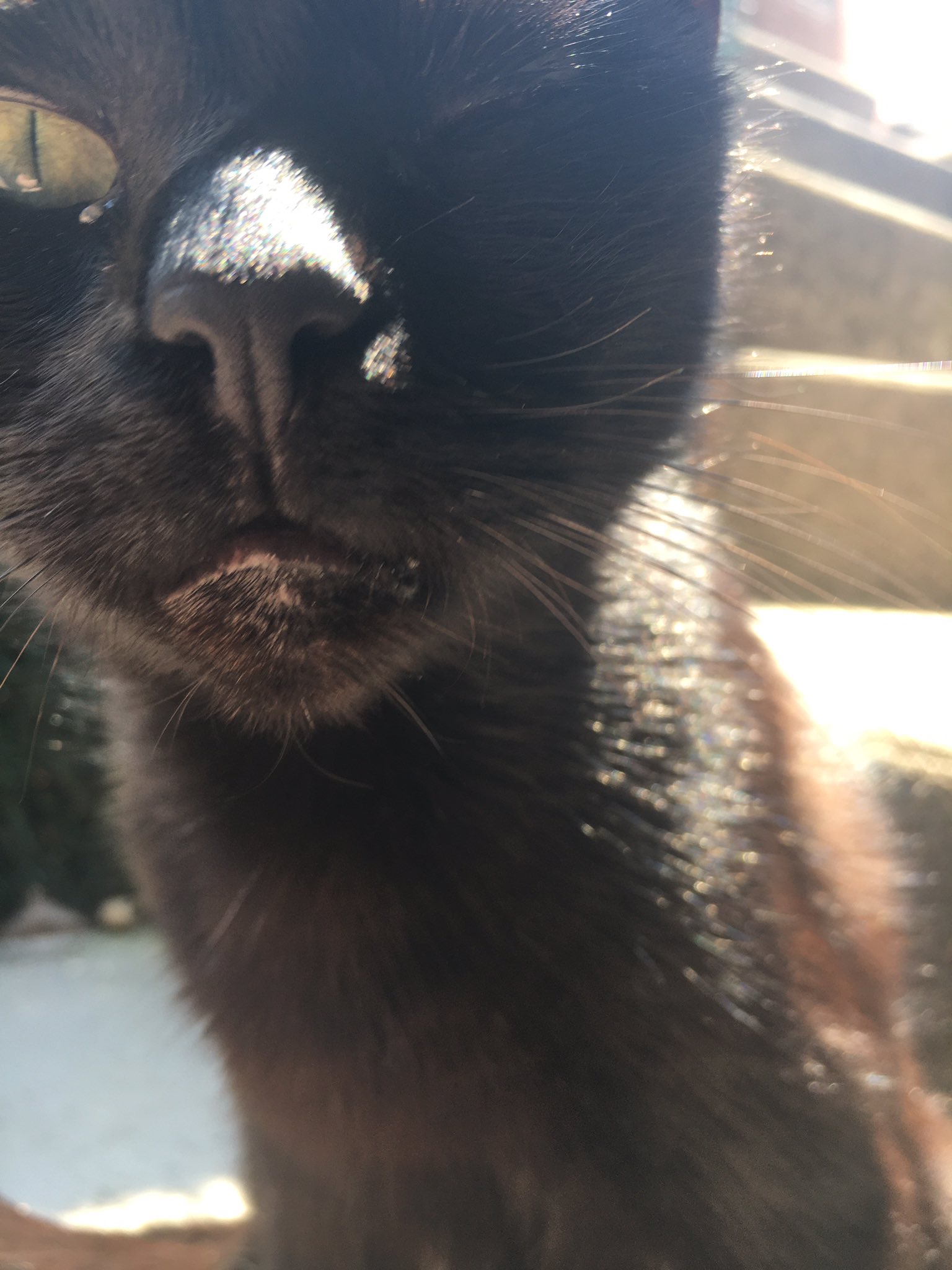 Mon Chat A Un œil Ferme Et Qui Coule Quelqu Un E Sait Si C Est Grave Ou Si Ca Va Juste Passer T Co Kgo4bejtvg Twitter