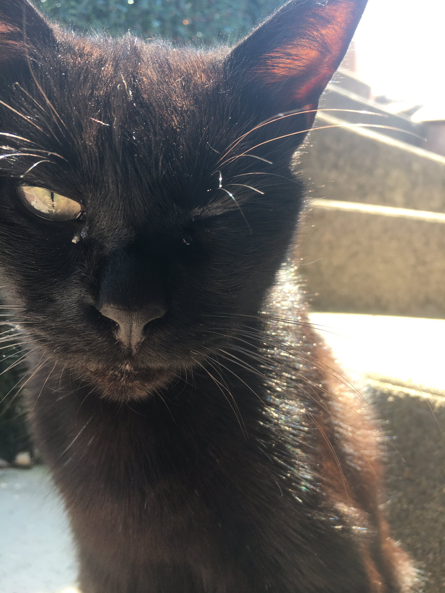 Mon Chat A Un œil Ferme Et Qui Coule Quelqu Un E Sait Si C Est Grave Ou Si Ca Va Juste Passer T Co Kgo4bejtvg Twitter