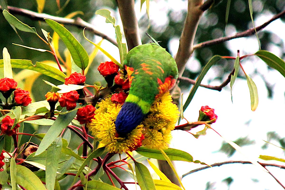 Here's another nice #HungryParrots obs, this time from the Fleurieu Peninsula in South Australia.

This Rainbow Lorikeet is eating the nectar of an Illyarrie aka Red-capped Gum (Euc erythrocorys), which is native to Western Australia.

📷: Geoffrey Cox via inaturalist.org/observations/4…