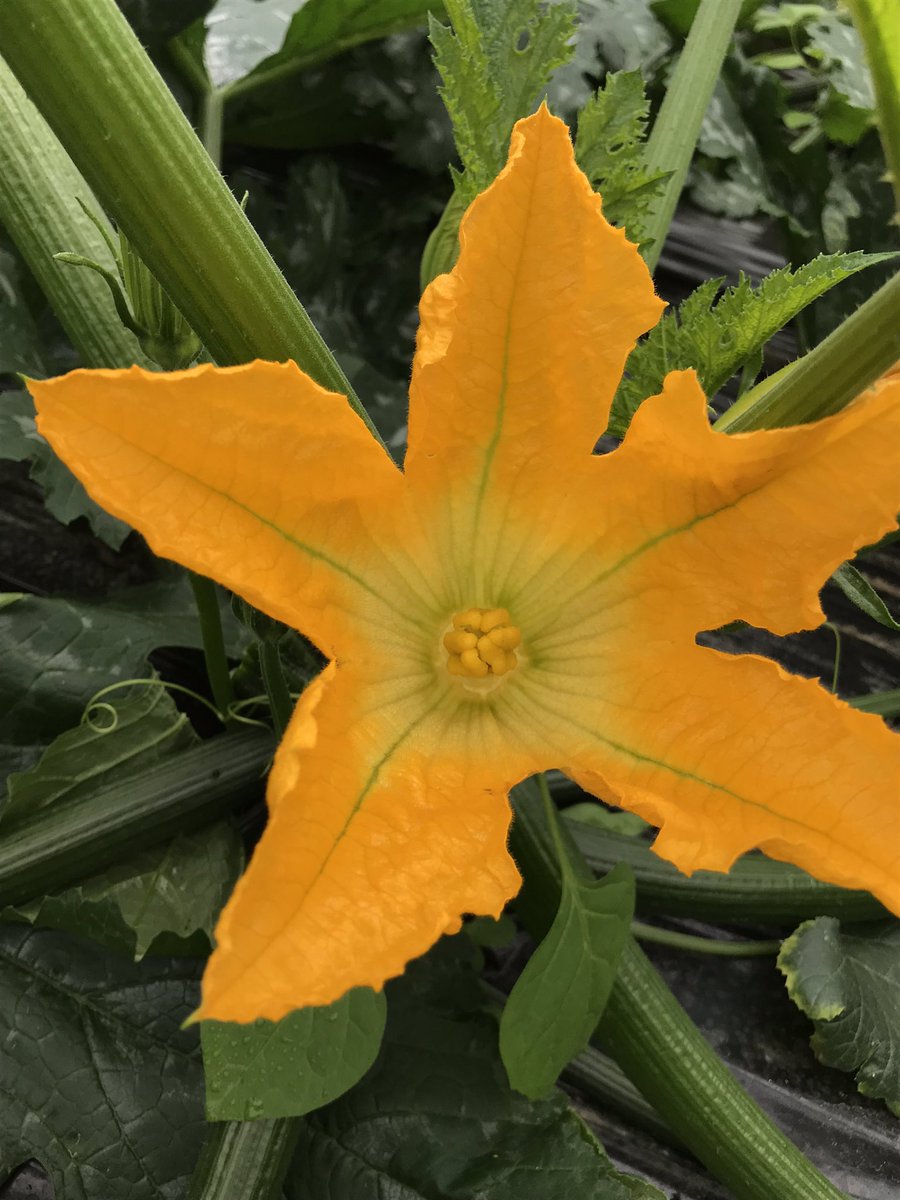 gnevillechef's tweet photo. #triptych beginning and on to the plate . #courgetteflower @DaxRestaurant #dublin #chef #tasty https://t.co/Qe0Reo8n9C