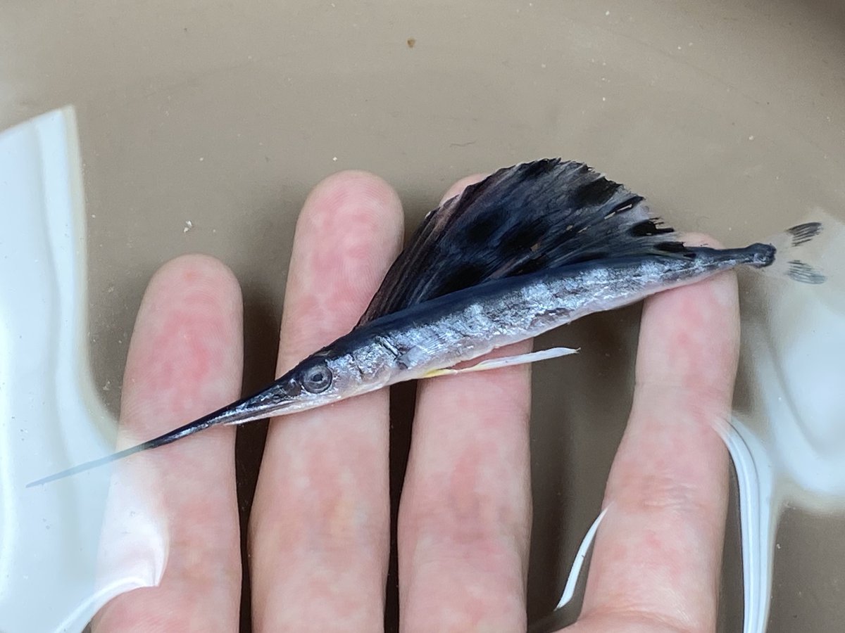 Sorari やっとこの幼魚に出会うことが出来ました 素晴らしい魚ですよね Sorari やっとこの幼魚に出会うことが出来ました 素晴らしい魚ですよね