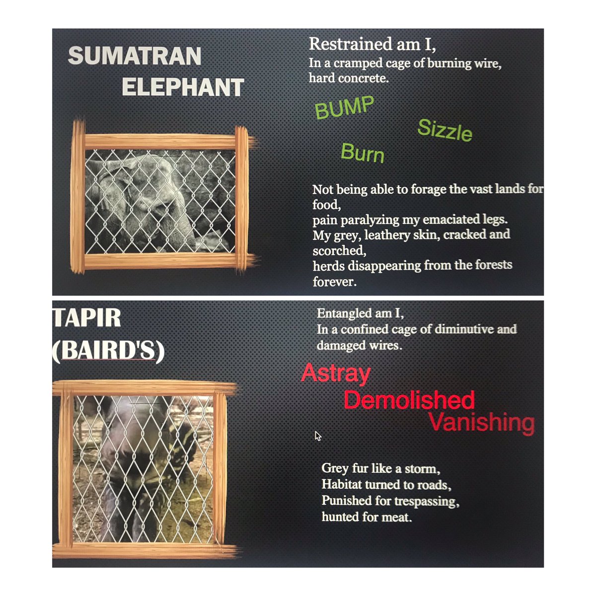 Very proud of the amazing work my Stage 3 kids have done this past fortnight. After reading The Dream of the Thylacine, they have recreated a page from the text. Then using PowerPoint online to publish all at one time was an exciting task!  I think they have done an amazing job