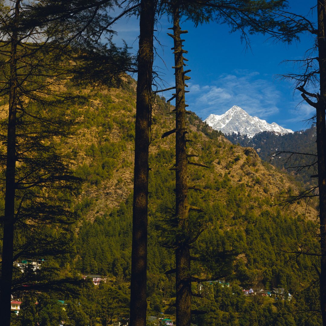altlifehostels's tweet photo. Tag your squad with whom you want to go here👈

#livethealtlife #altlifehostels #dharamkot #mountains #altlifedharamkot #naturewalk #trek #snowcappedmountains #mountainhostel #deodartrees #triund #lonelyplanetindia #tripotocommunity #mcleodganj #getoutside #vocalforlocal https://t.co/NMbOg9onie