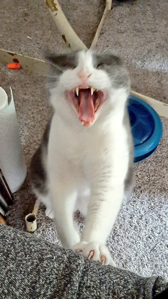 Khajiit Supports Palestinian Liberation tweet media