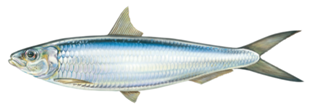 UN_FAO_GFCM's tweet photo. #Today we held the second workshop of a series of trainings on #sardinella in the #EastMed
Objective: Improve proficiency in the use of two data-limited stock assessment methods, #LIME and #LBSPR
End goal: Advance towards the benchmark assessment of round #sardinella in #EastMed https://t.co/lLPWiKO28p