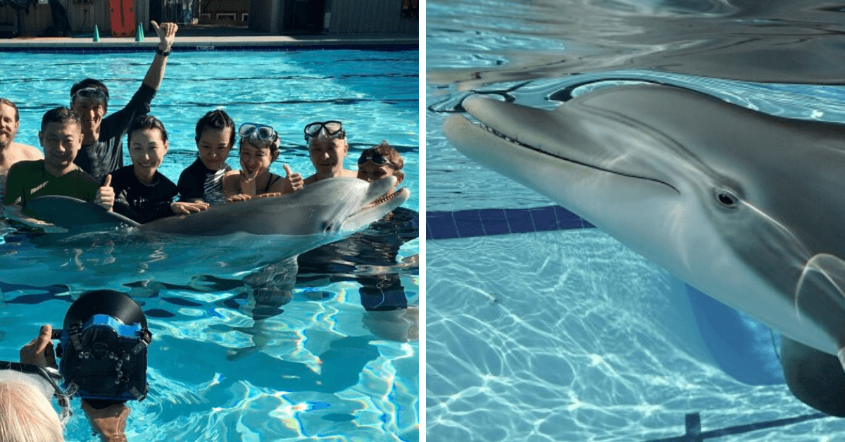 InsideTheMagic's tweet photo. Former Imagineers Design Animatronic Dolphins for Theme Parks #Disney #Imagineering

https://t.co/At0S6r65k0 https://t.co/jy7JcIg7ED