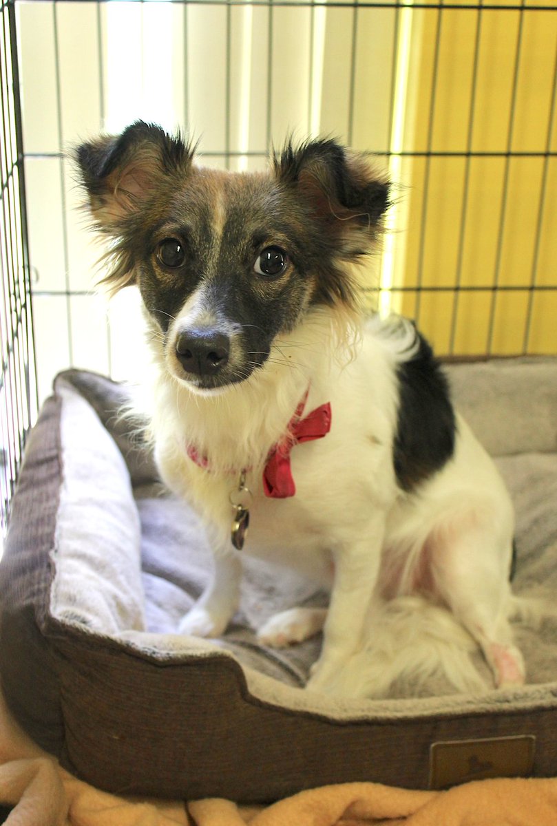 TriCounty Humane tweet media