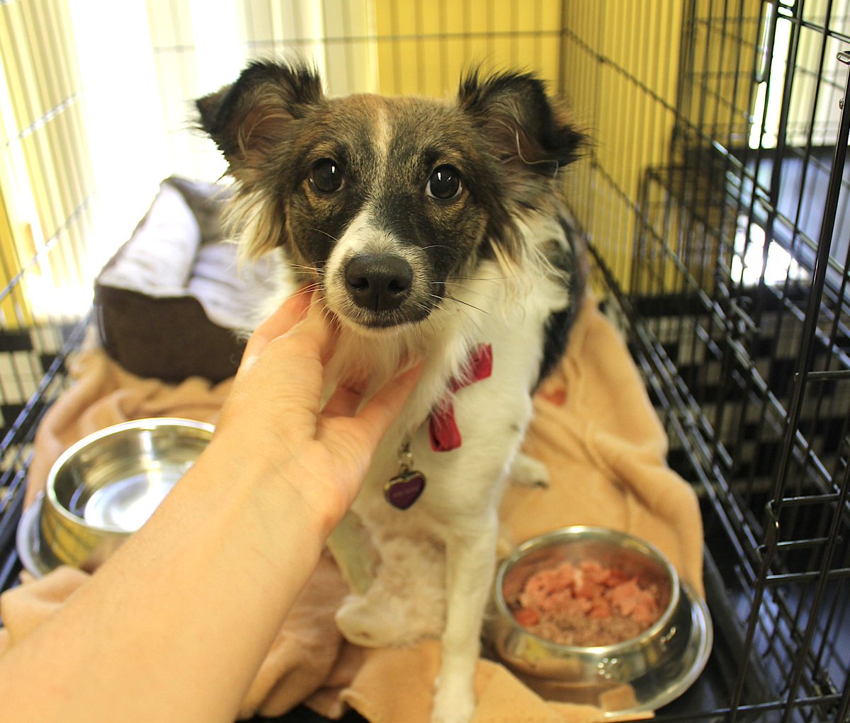 Hi, I'm Sky ❤️ I'm a sweet, gentle, and lovable little girl 🥰 I'm an 11-month-old papillon mix and currently weigh 15 pounds. I can't wait to find my forever home and start fresh with a family that will love me forever✨ We are open until 3pm today, please come meet me 🐾
#adopt