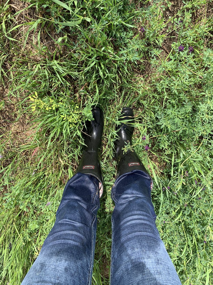 That post ‘walked in a canola field for 15 minutes’ feel. I think I need to invest in some splash pants. #notcomplaining #goodmoisture #getyourfungicide #fungicideseason