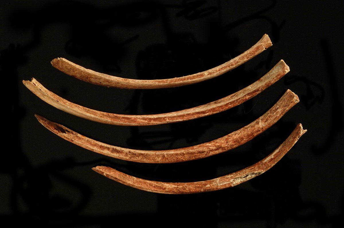 The "Red Lady" is the oldest anatomically modern human skeleton ever found in Britain.He was 6ft tall and slim - used to covering vast distances on foot.The bones& #39; red staining is thought to come from red ochre (iron oxide) scattered during burial, or absorbed from clothing.